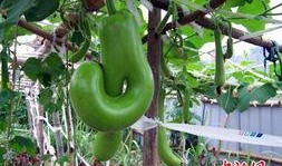 福建最新瓜爆料,揭秘神秘事件背后的真相